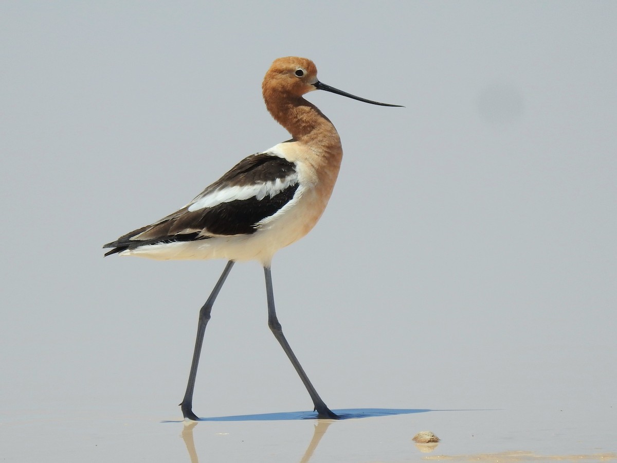 Avoceta Americana - ML618307937