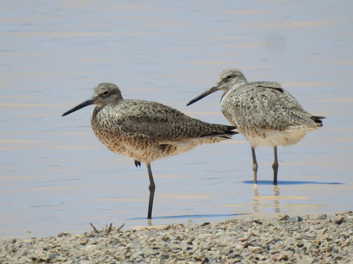 Willet - ML618307938