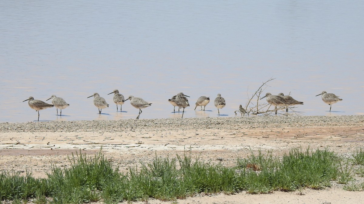 Willet - Joel Gilb