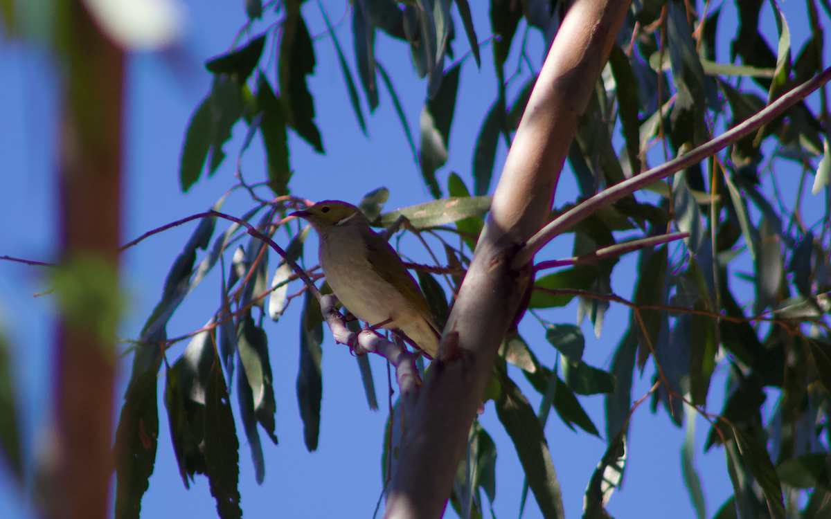 White-plumed Honeyeater - ML618307944