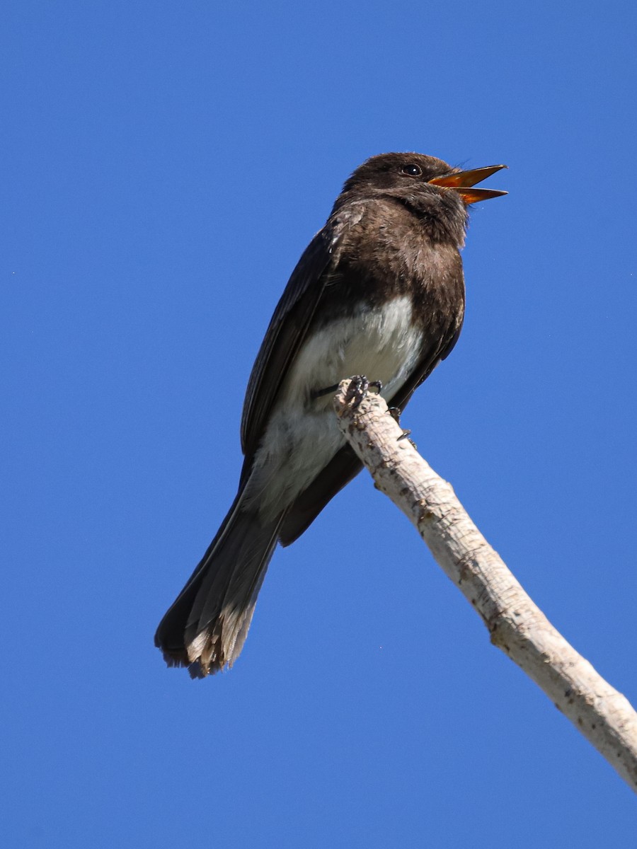 Black Phoebe - Michelle Rucker