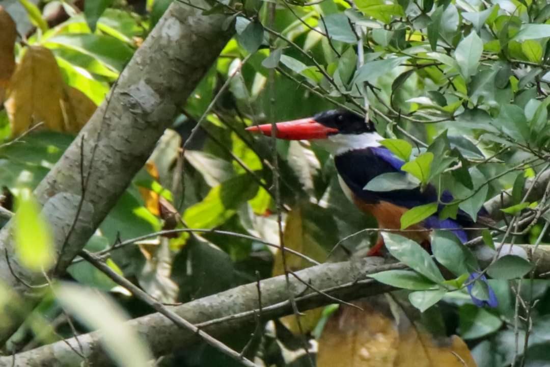 Black-capped Kingfisher - Syed Abbas