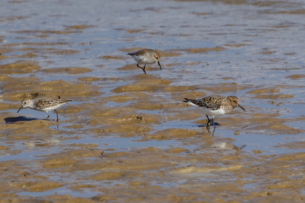 Sanderling - Bill Schneider