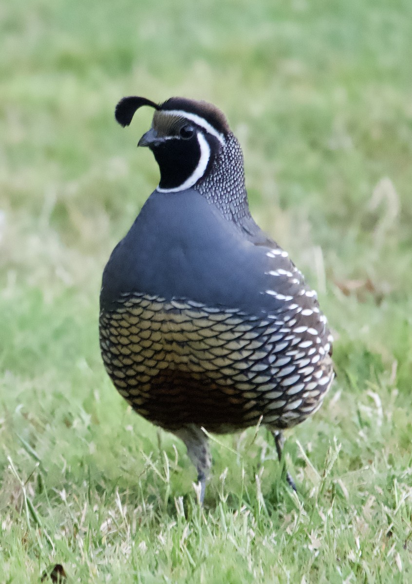 California Quail - Yvonne van Netten