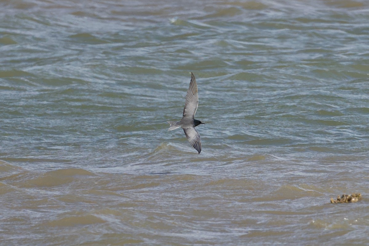 Black Tern - ML618307993