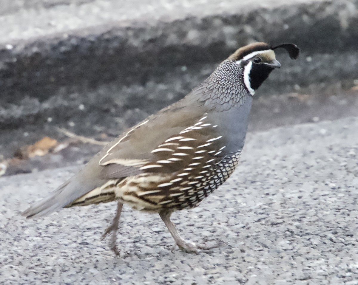 California Quail - ML618308002