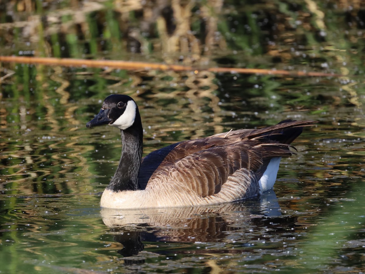 Canada Goose - Michelle Rucker