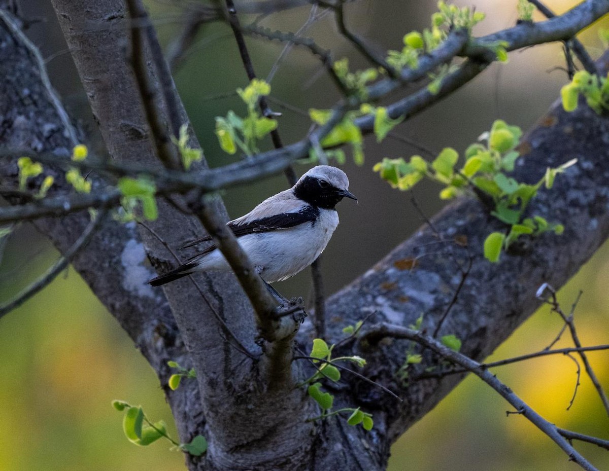 Desert Wheatear - ML618308031