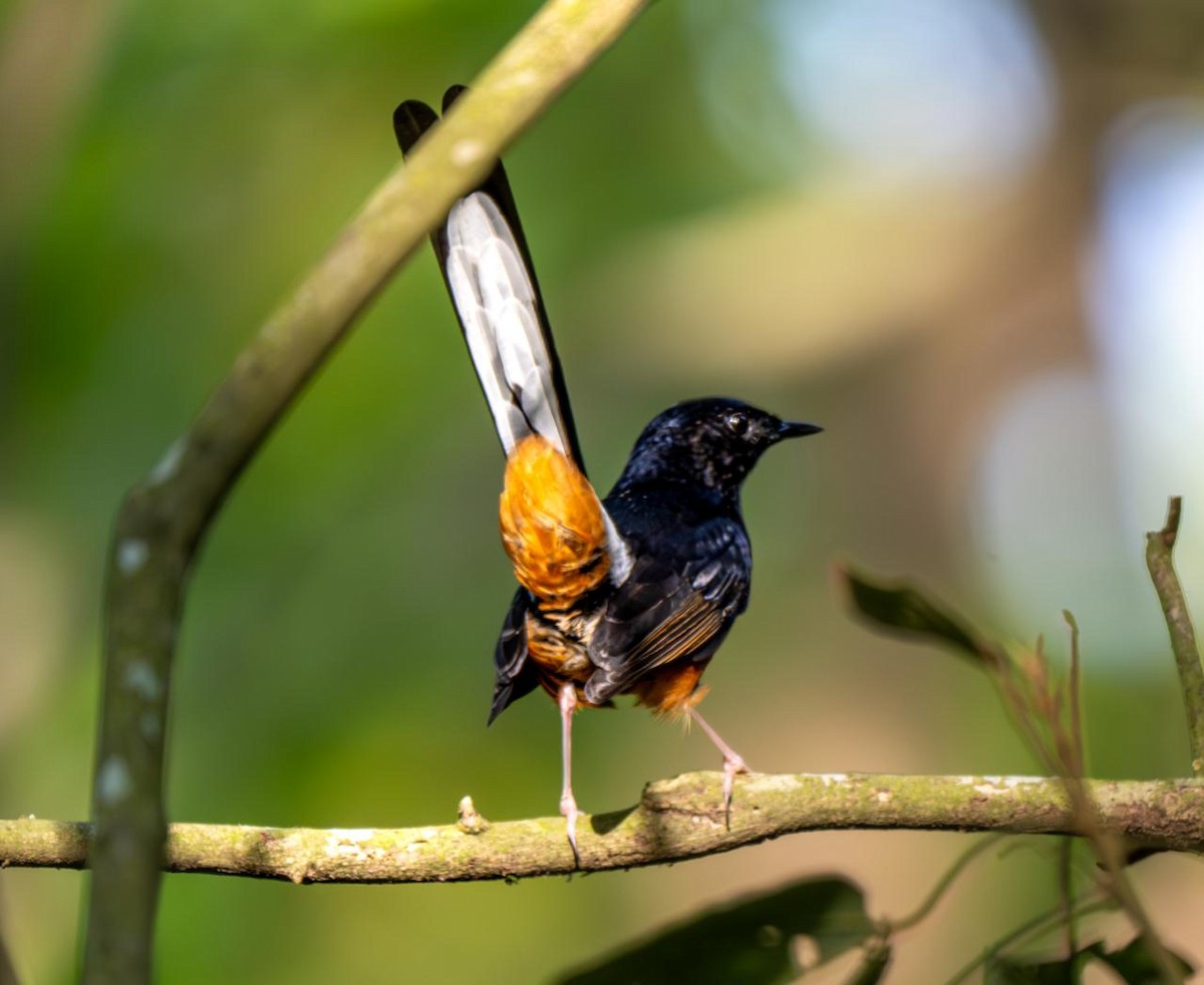 White-rumped Shama - Sonu Dalal