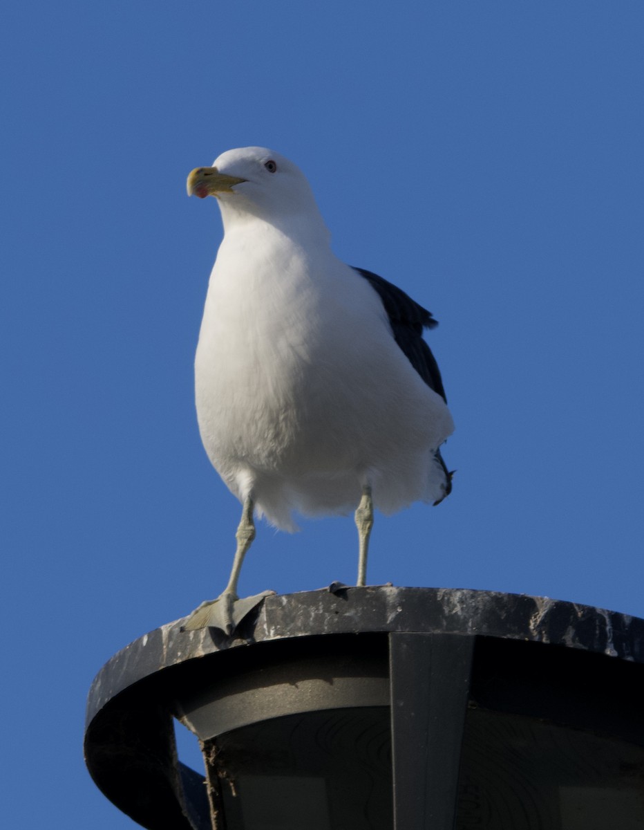 Kelp Gull - ML618308037