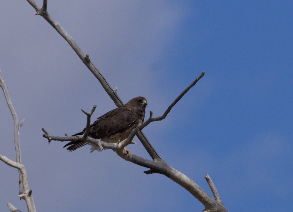 Swainson's Hawk - ned bohman