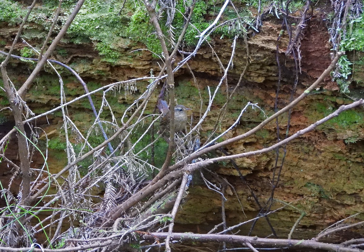 Pacific Wren - ML618308071