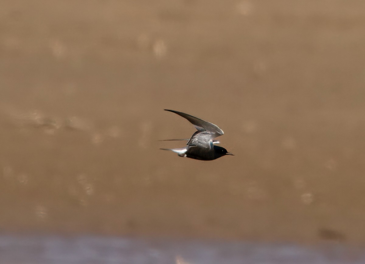 Black Tern - ML618308138