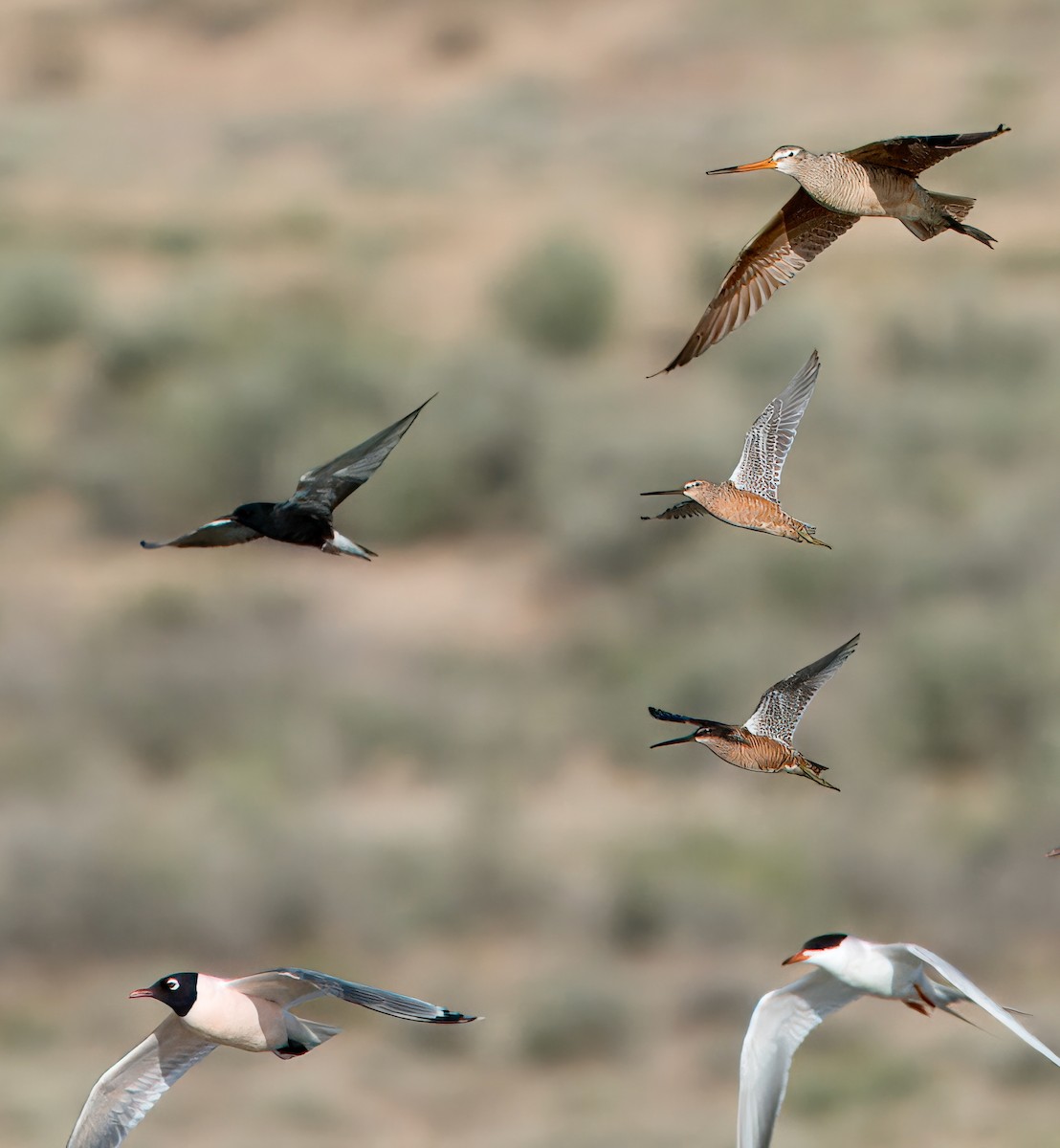 Black Tern - Julie Schneider