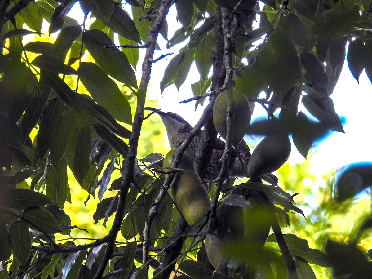 Paradise Riflebird - Trevor Ross