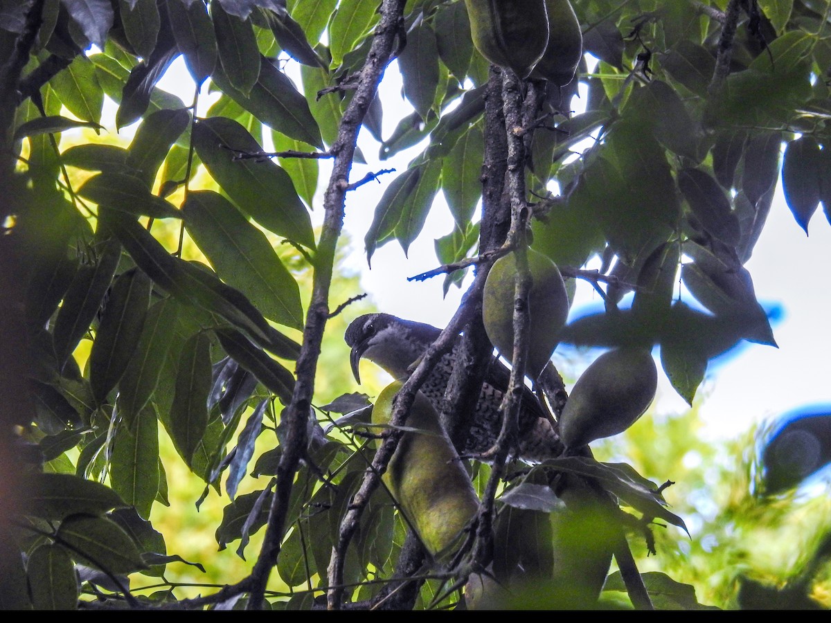 Paradise Riflebird - ML618308144