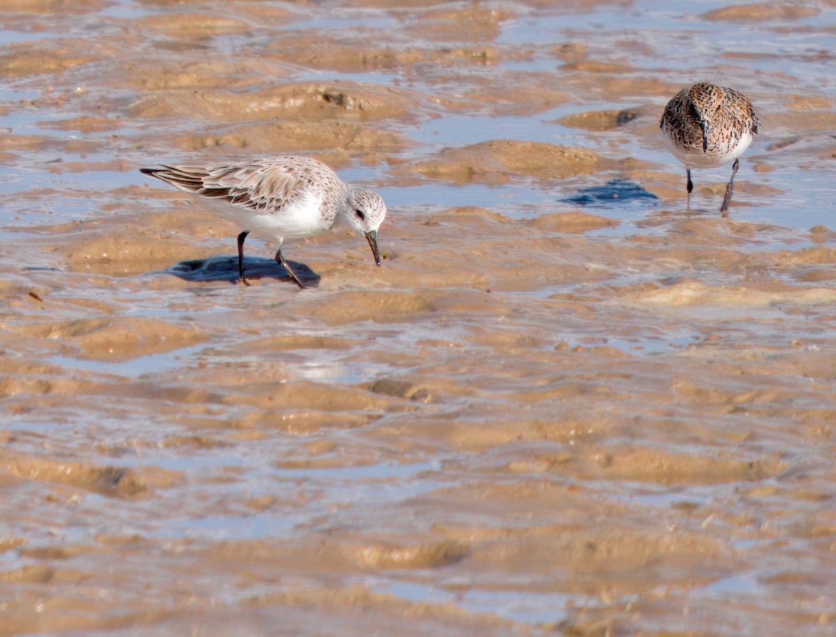 Sanderling - Julie Schneider