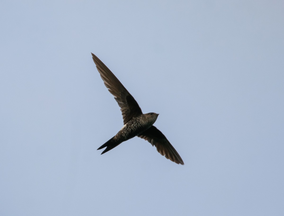 Pacific Swift - ML618308161