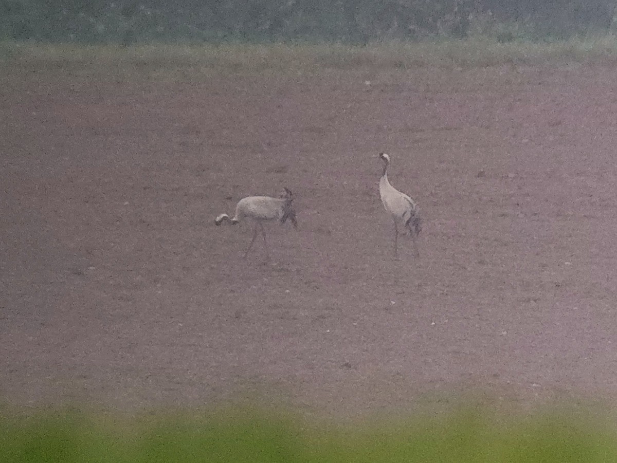 Common Crane - Tom Lowe