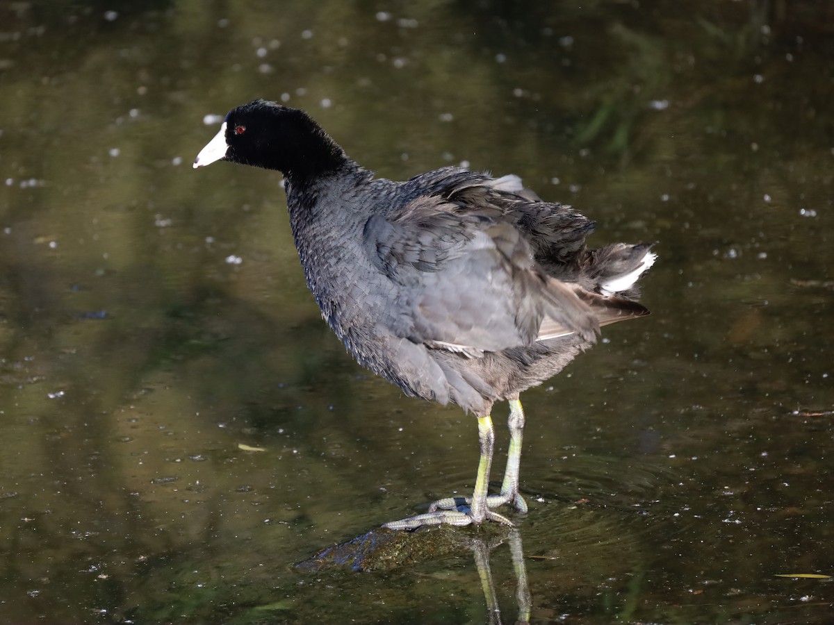 American Coot - ML618308211