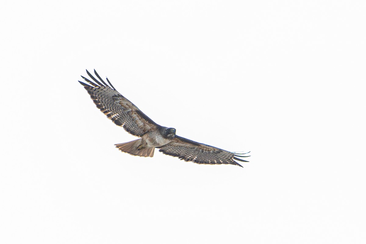 Red-tailed Hawk - Betty Stevens