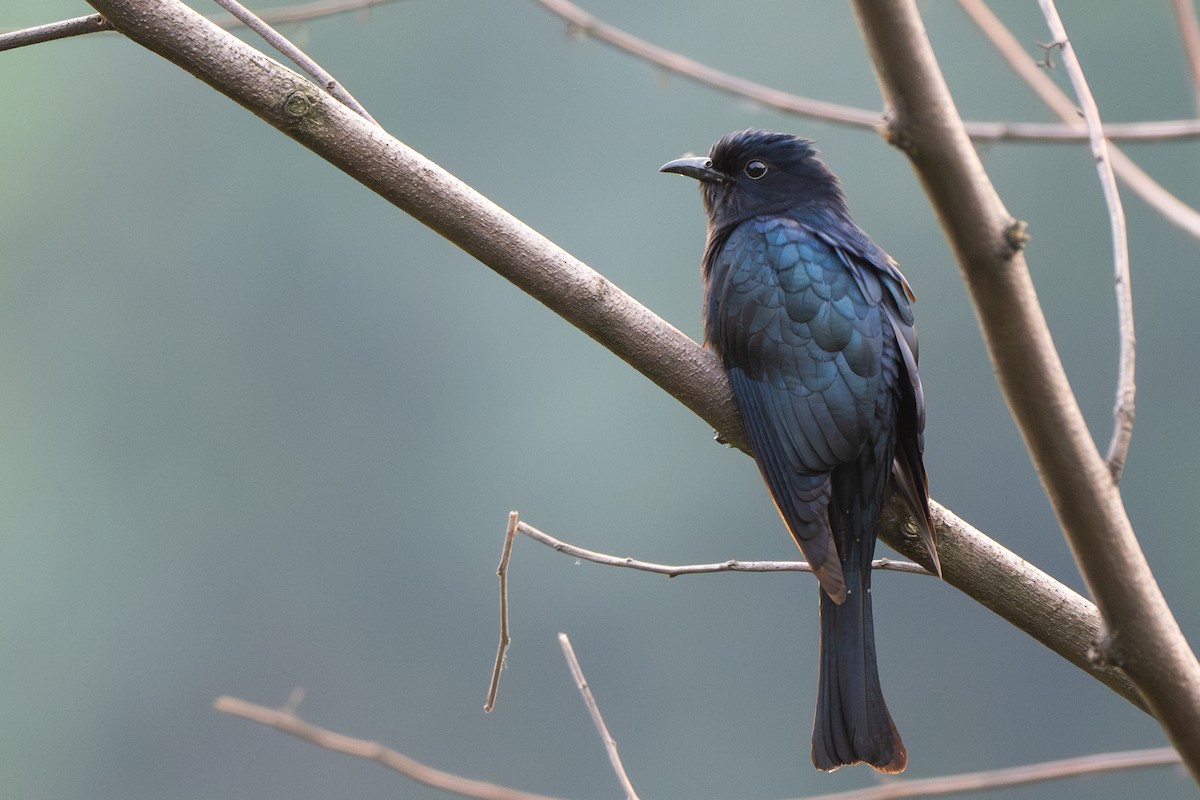 Square-tailed Drongo-Cuckoo - saurabh kalia