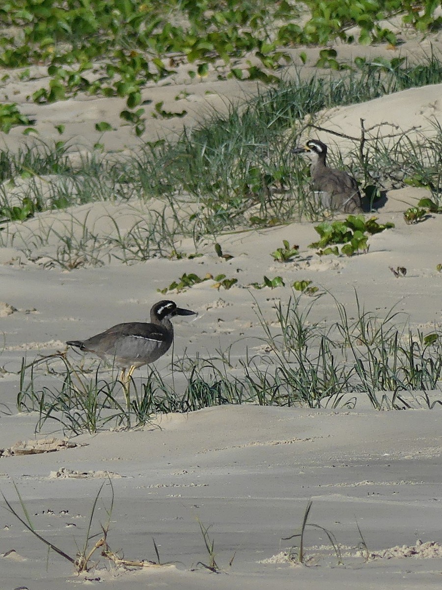 Beach Thick-knee - ML618308260