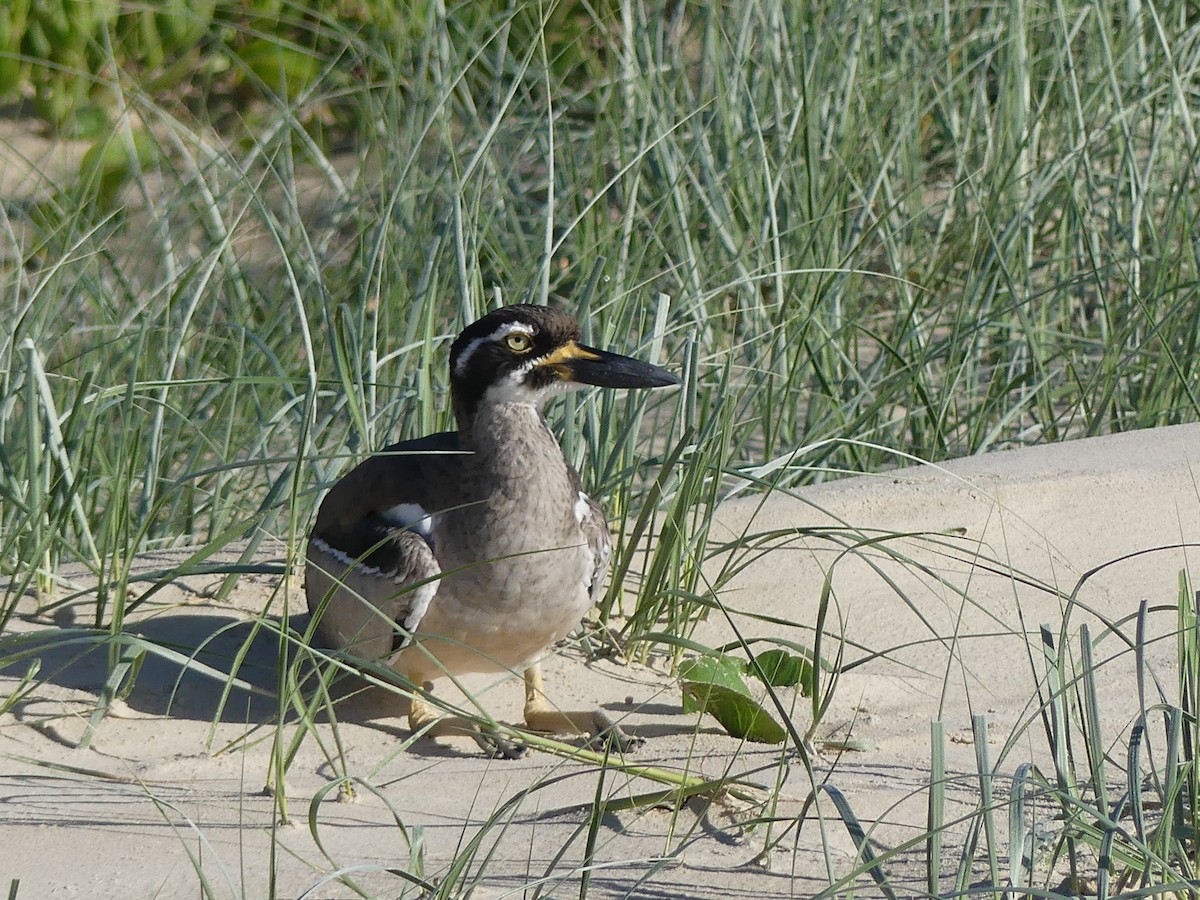 Beach Thick-knee - ML618308261