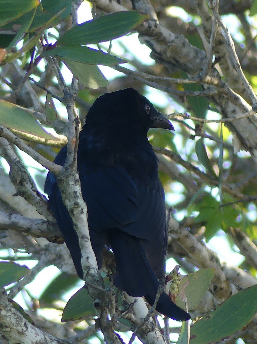 Spangled Drongo - Lizette Salmon