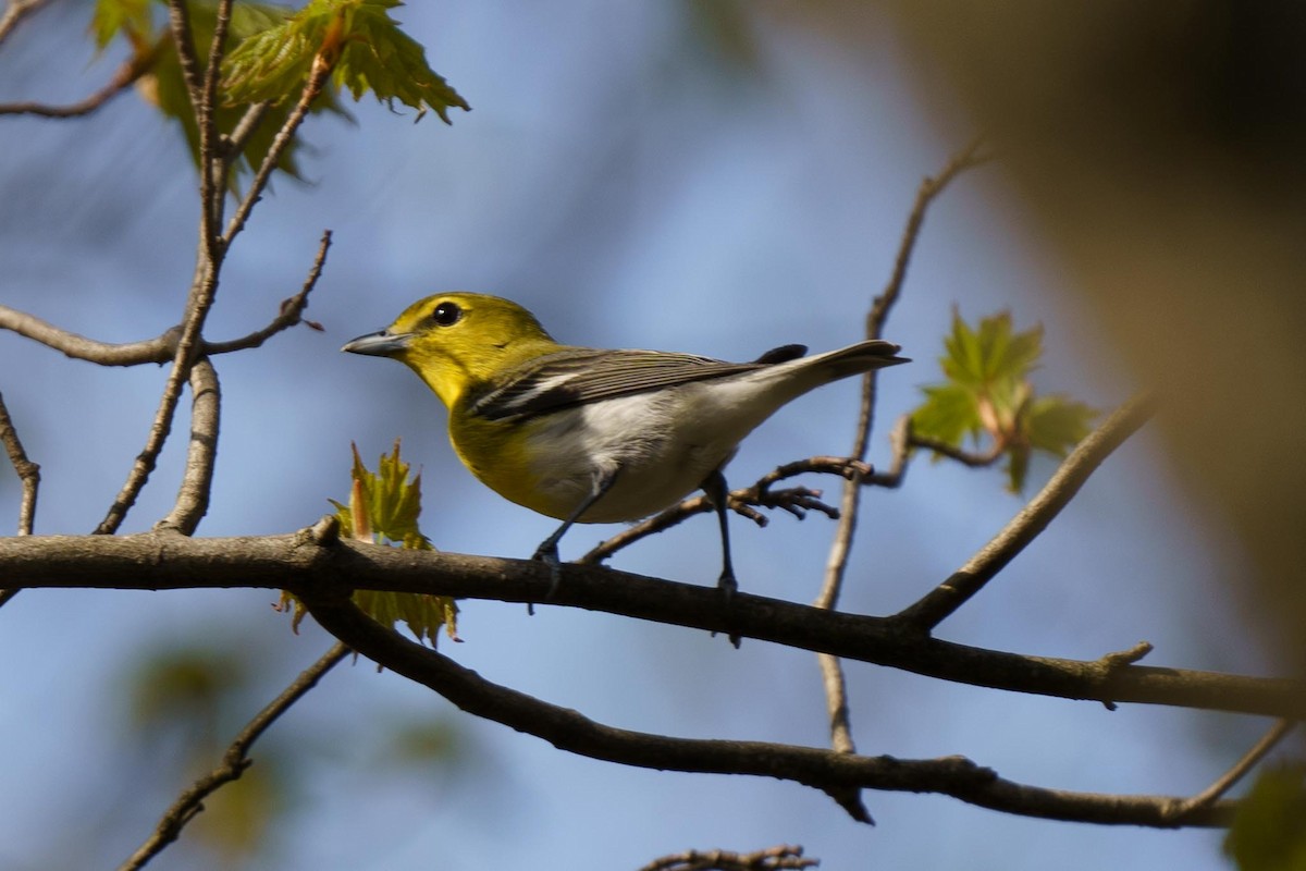 Viréo à gorge jaune - ML618308265