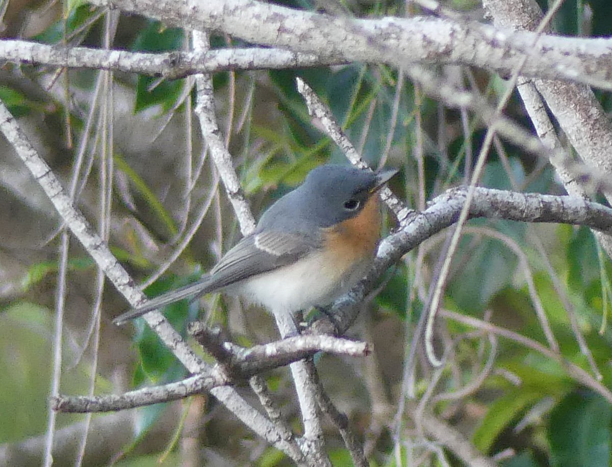 Leaden Flycatcher - Lizette Salmon