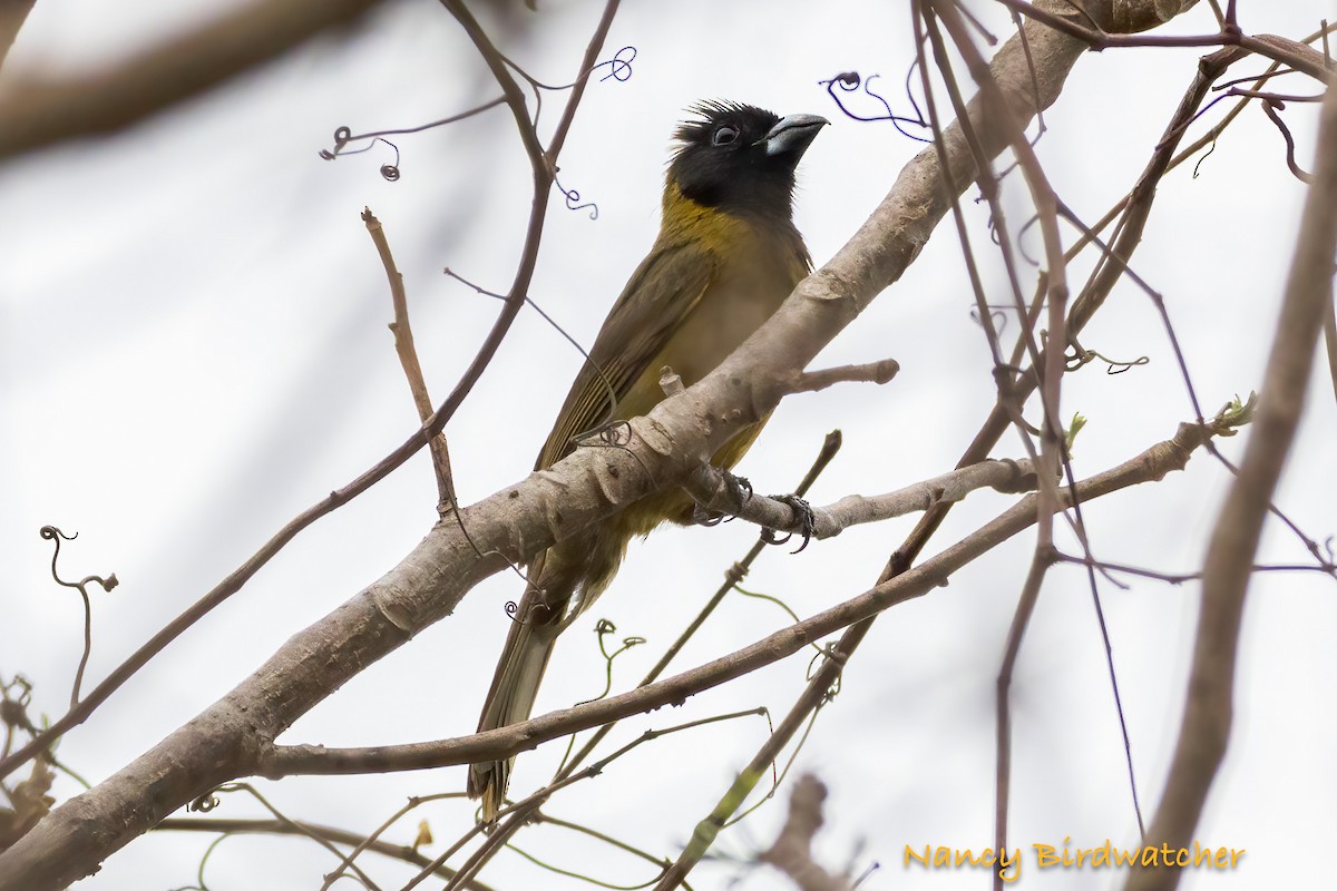 Crimson-collared Grosbeak - ML618308274