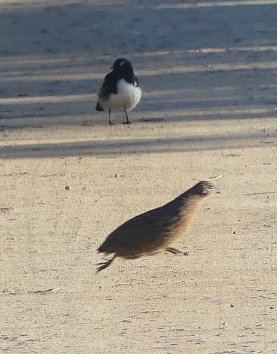 Brown Quail - Lizette Salmon