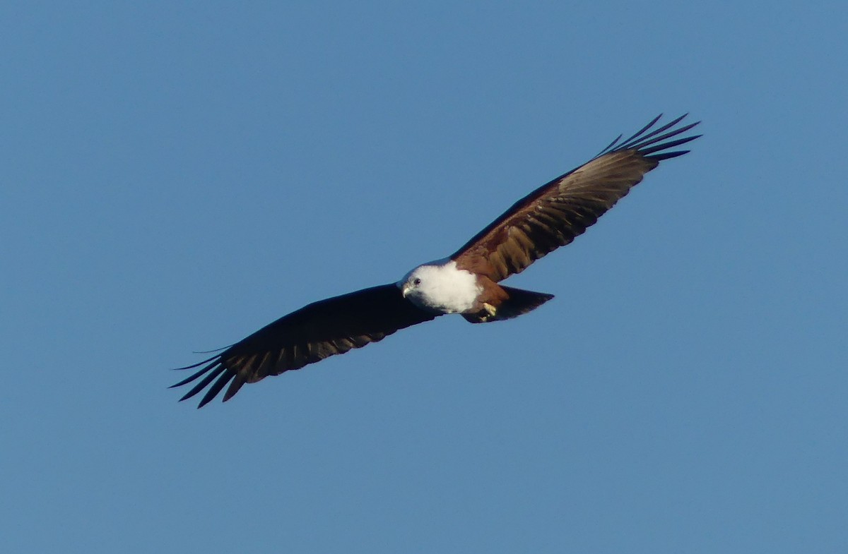 Brahminy Kite - Lizette Salmon