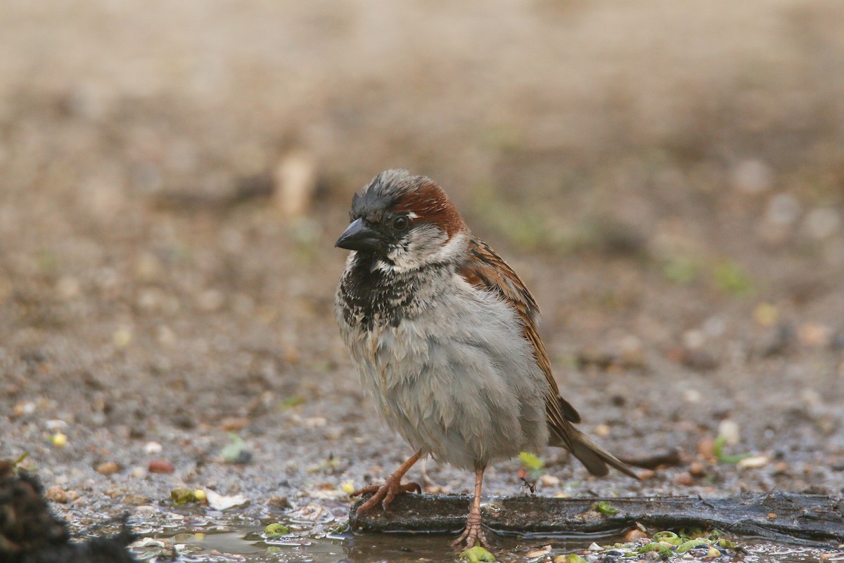 House Sparrow - David Pérez