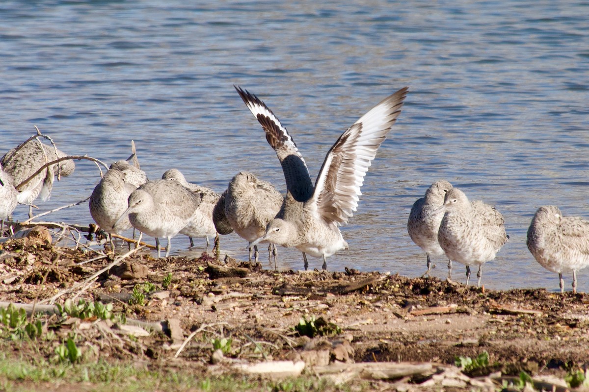 Willet - Curtis Higgins