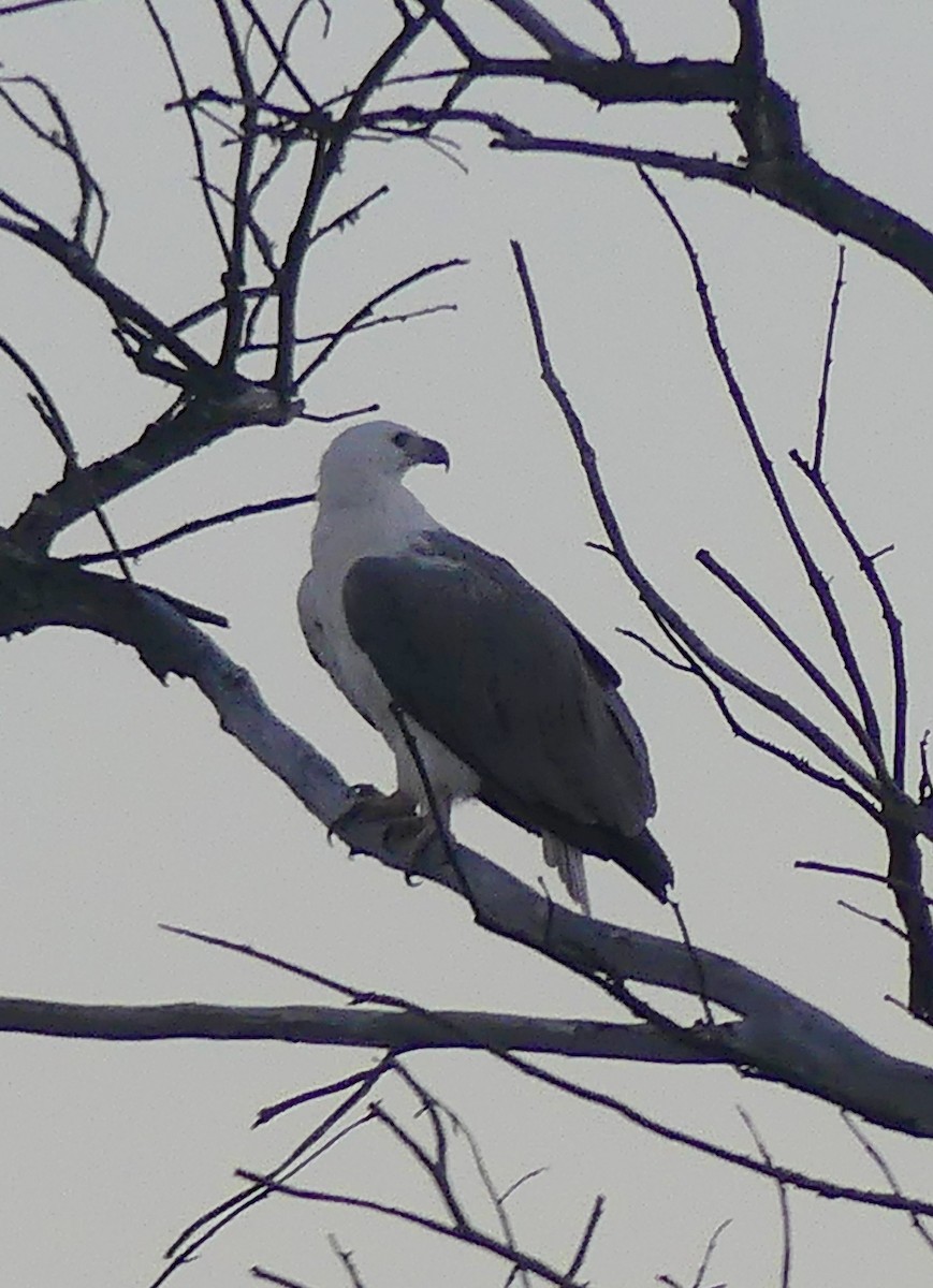 White-bellied Sea-Eagle - ML618308323