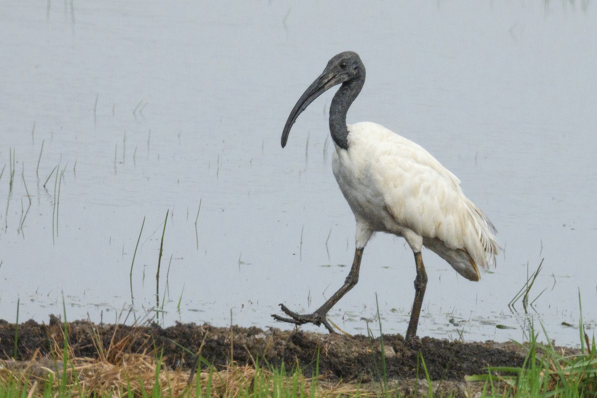 Black-headed Ibis - ML618308329