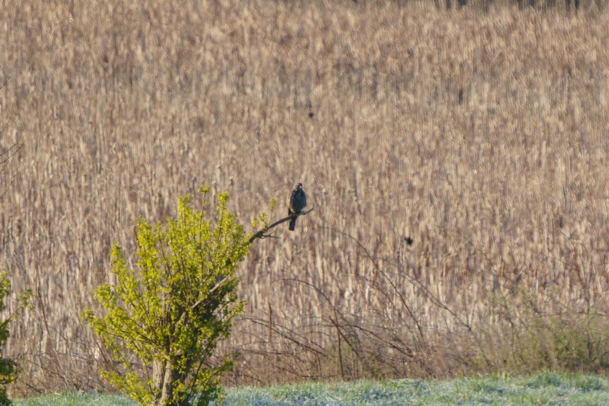 Swainson's Hawk - Marshall Mumford