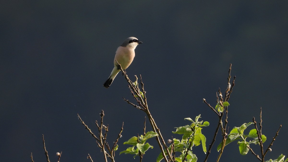 Red-backed Shrike - Bruno Caula