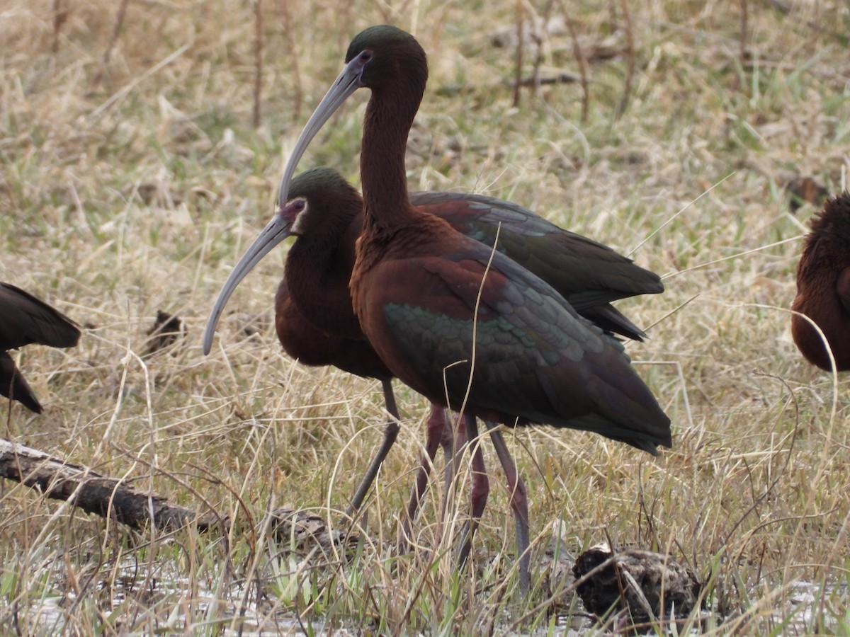 Glossy x White-faced Ibis (hybrid) - John Lundgren