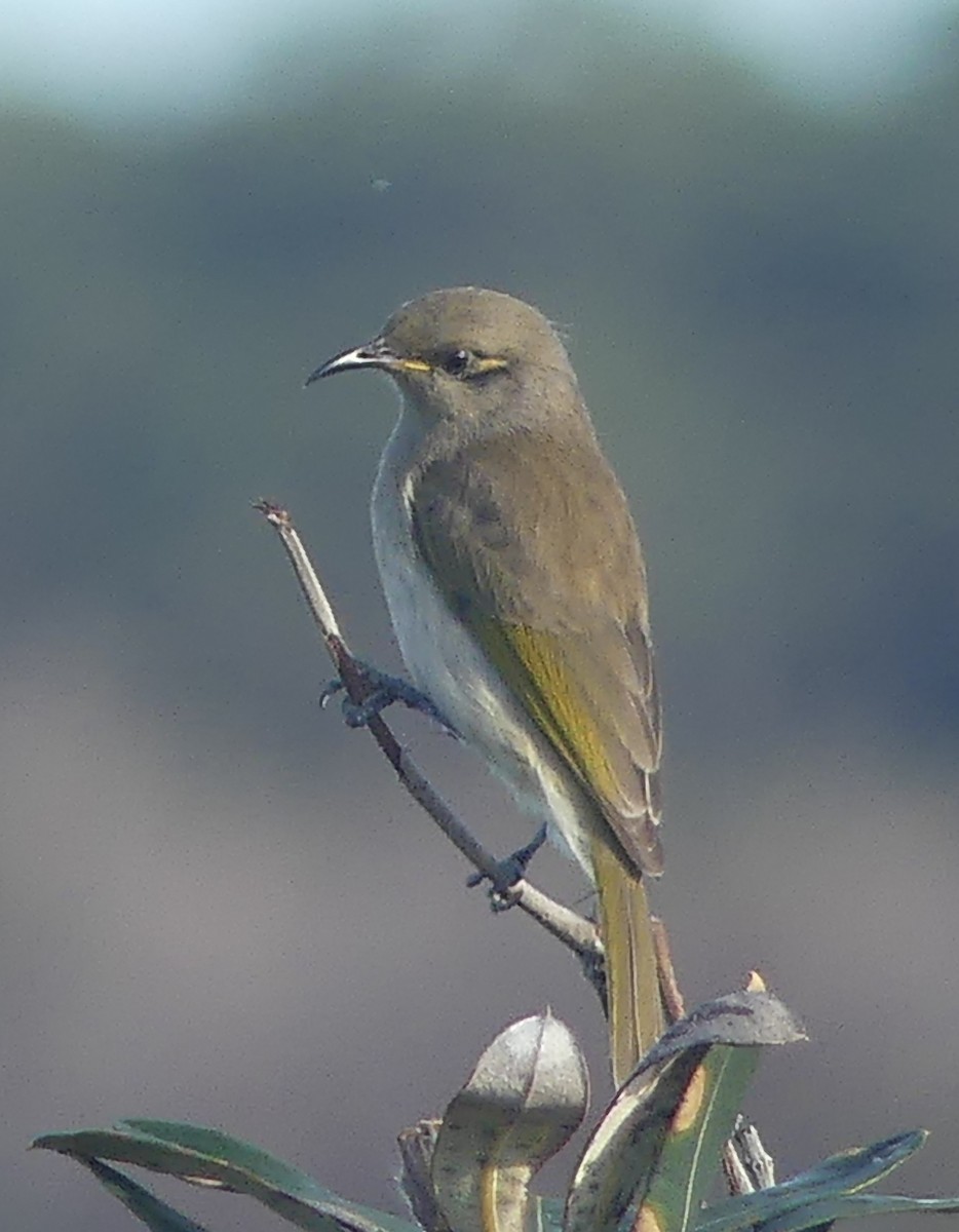 Brown Honeyeater - ML618308378