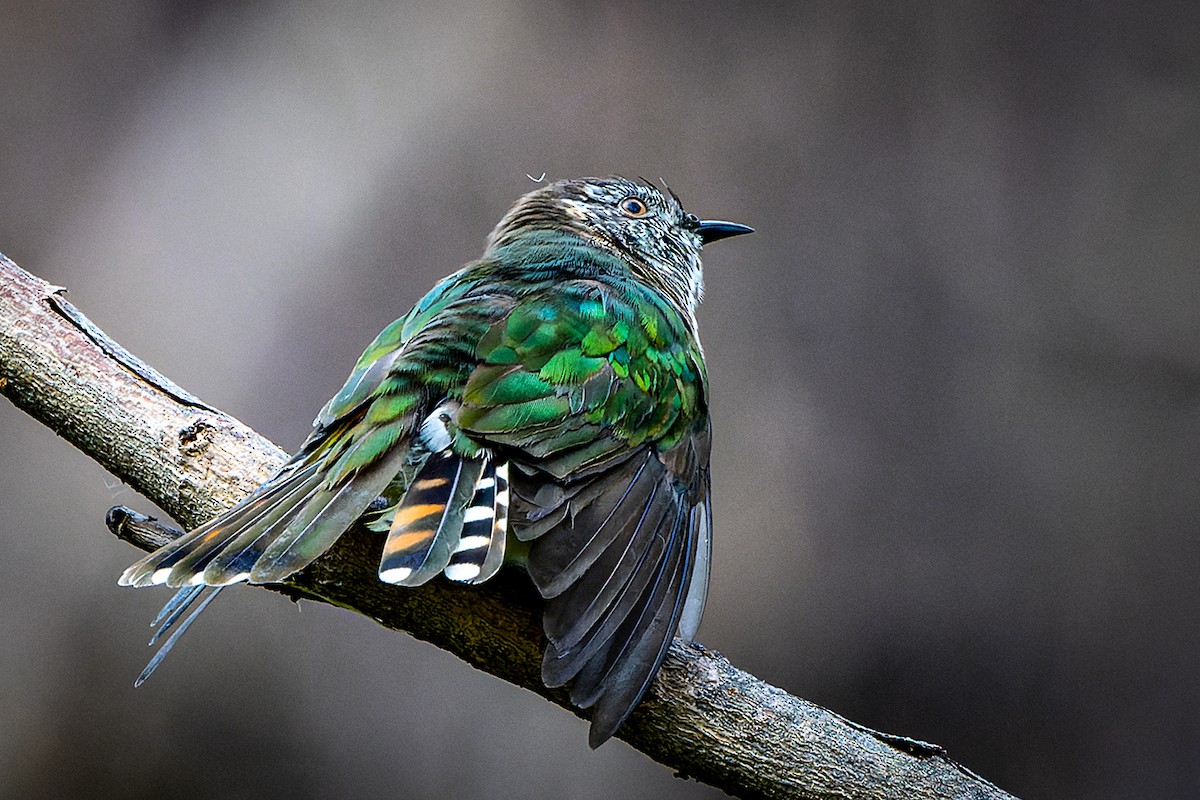 Shining Bronze-Cuckoo - Rodney Falconer