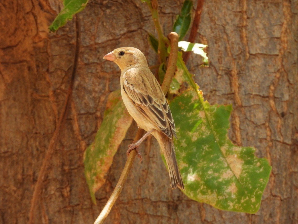 Sudan Golden Sparrow - Peter Middleton