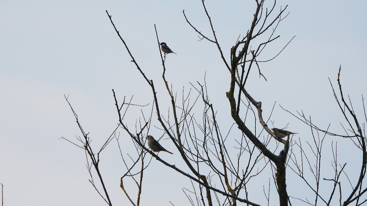 Corn Bunting - Bruno Caula