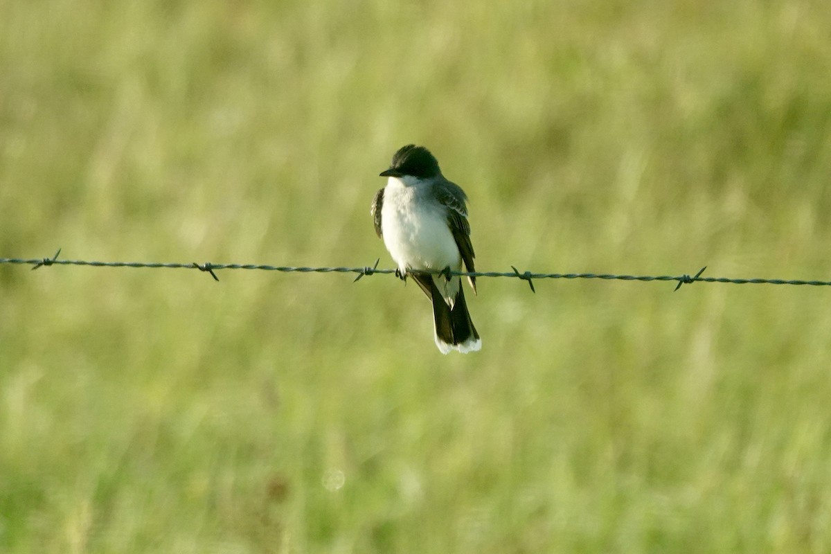 Eastern Kingbird - ML618308410