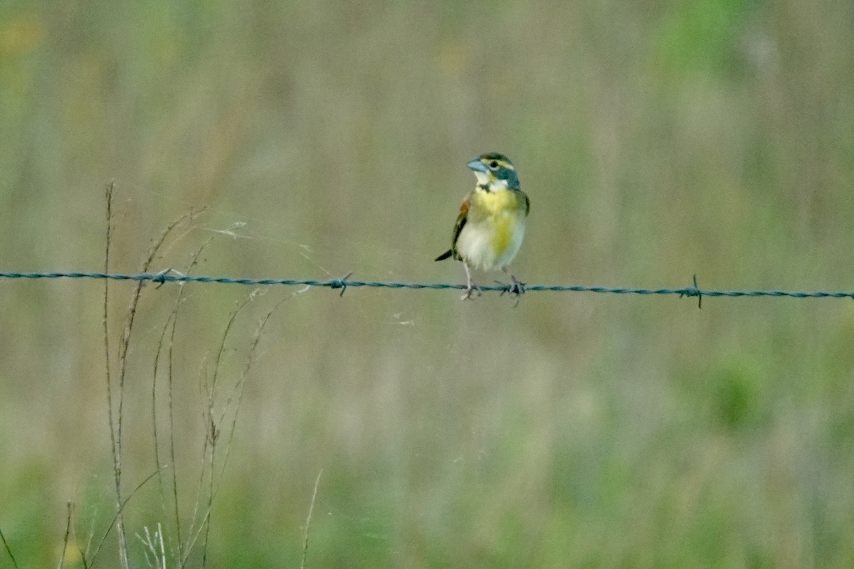 Dickcissel - Bob Greenleaf