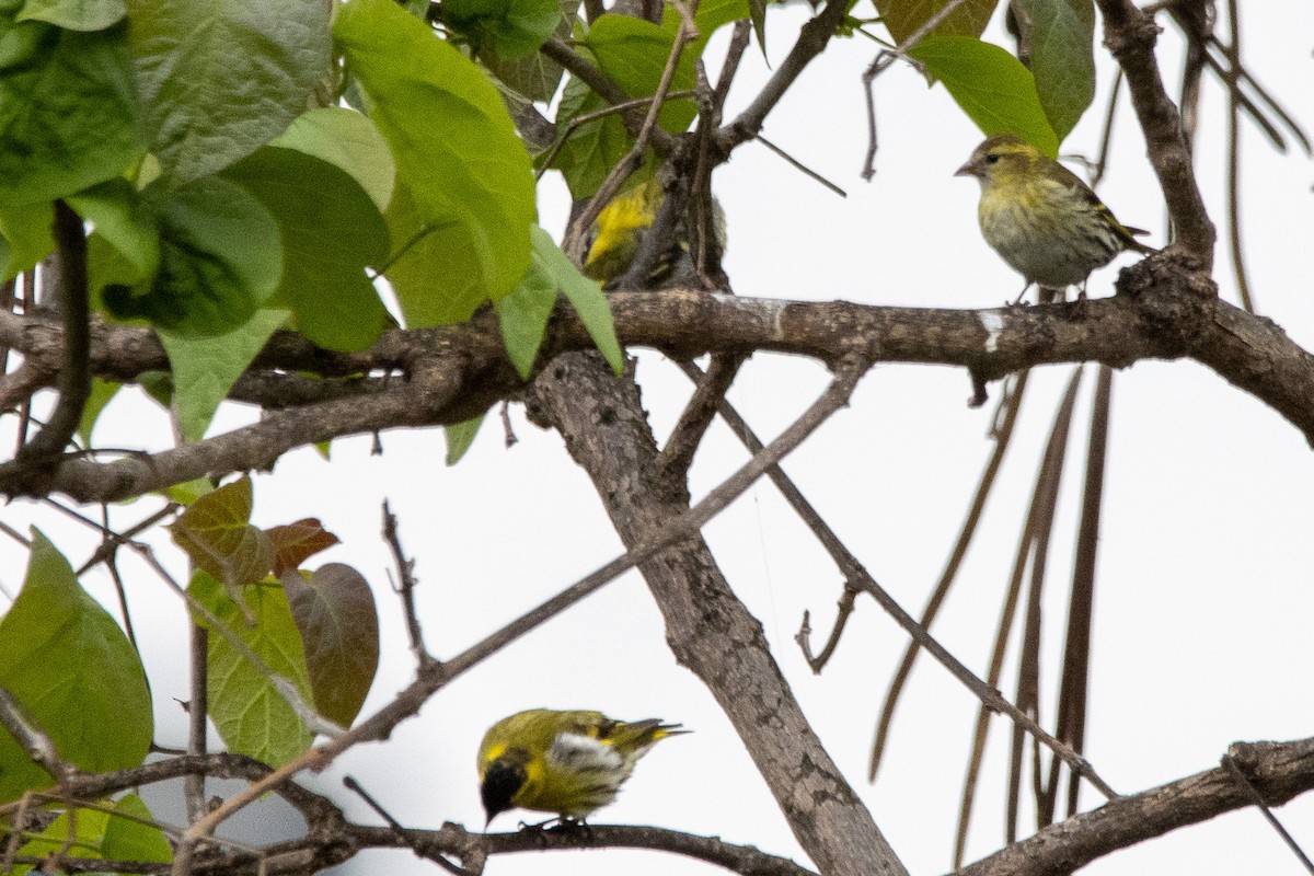 Eurasian Siskin - ML618308426