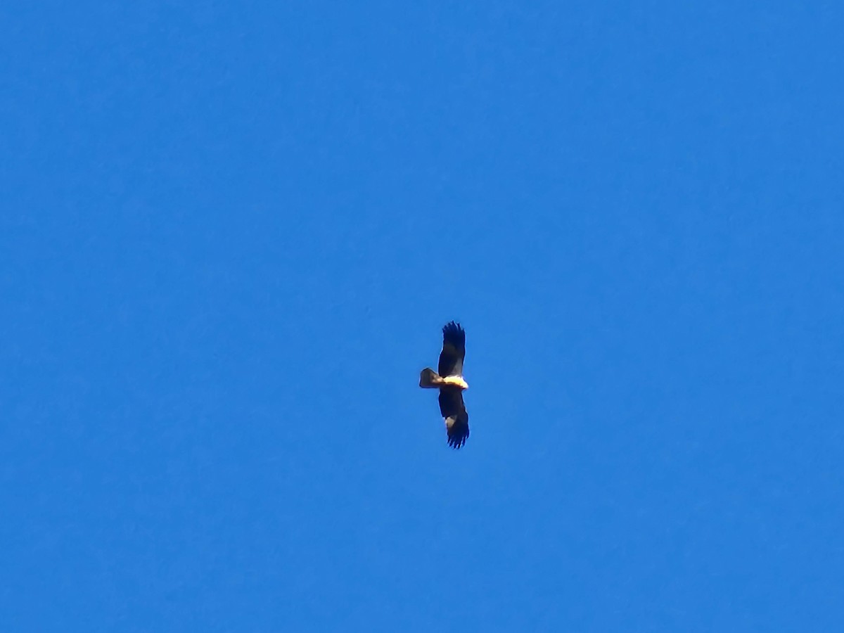 Whistling Kite - Ian Melbourne