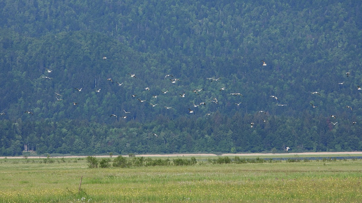 Yellow-legged Gull - ML618308453